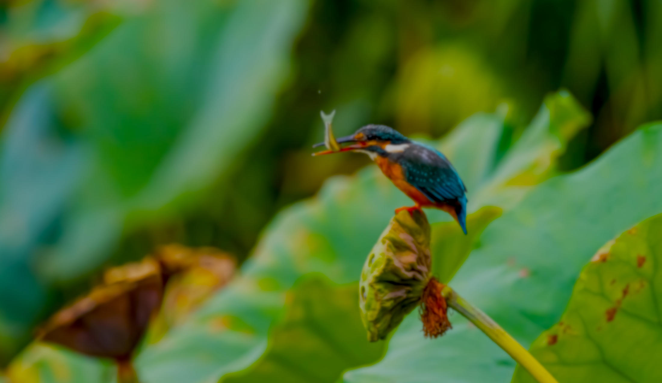 Ha tudsz, segíts másokon. Ha nem, legalább ne árts nekik.